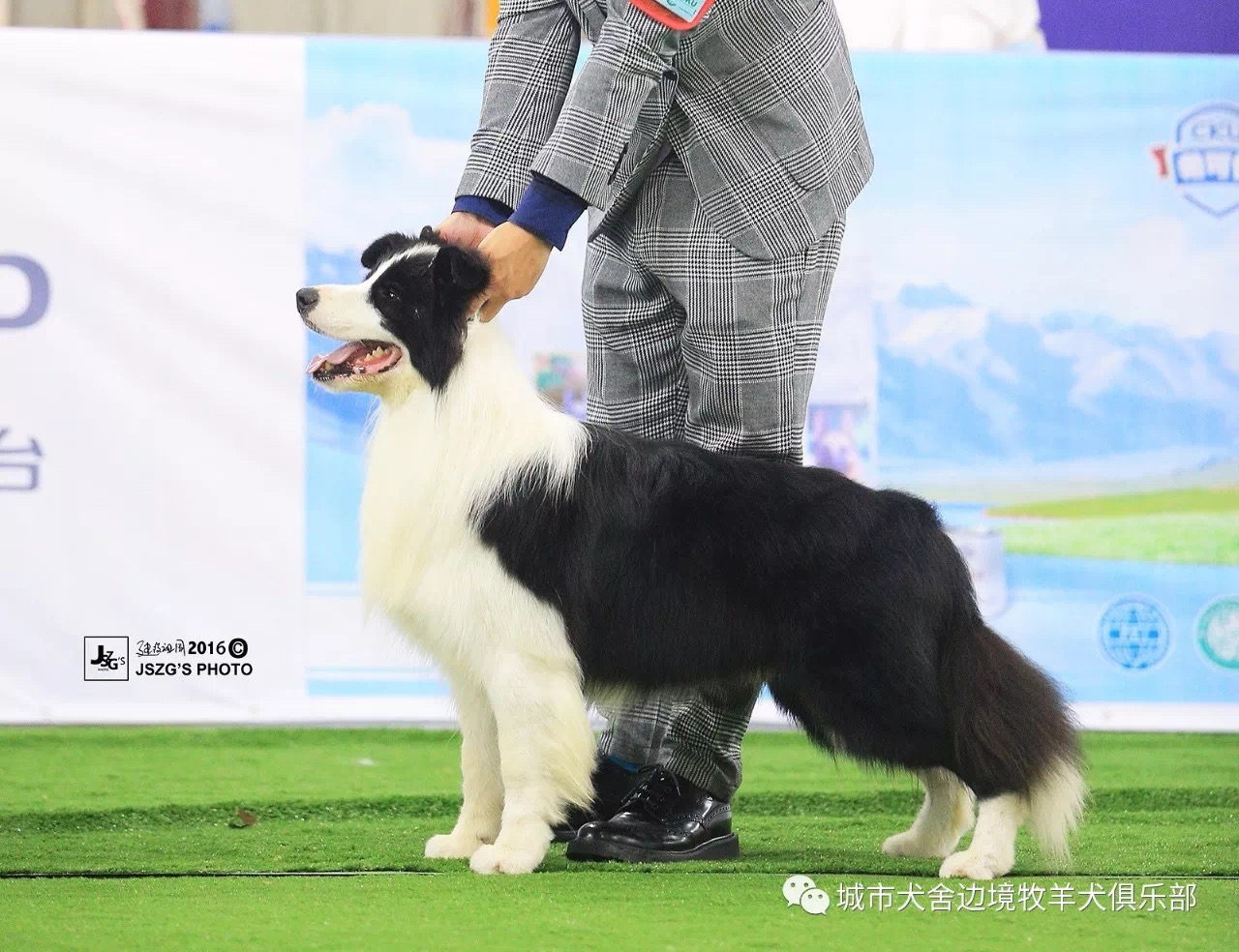 边境牧羊犬比赛标准，探寻竞技衡量尺度的全面解析