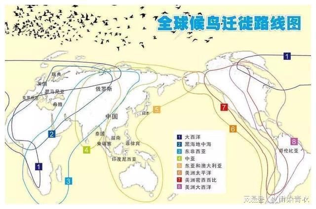 最新蝗虫迁徙路径分析，多方观点与个人立场探讨